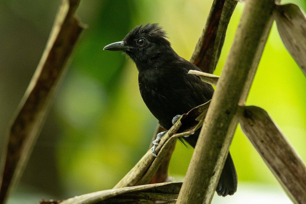 Black Antshrike - ML624330012