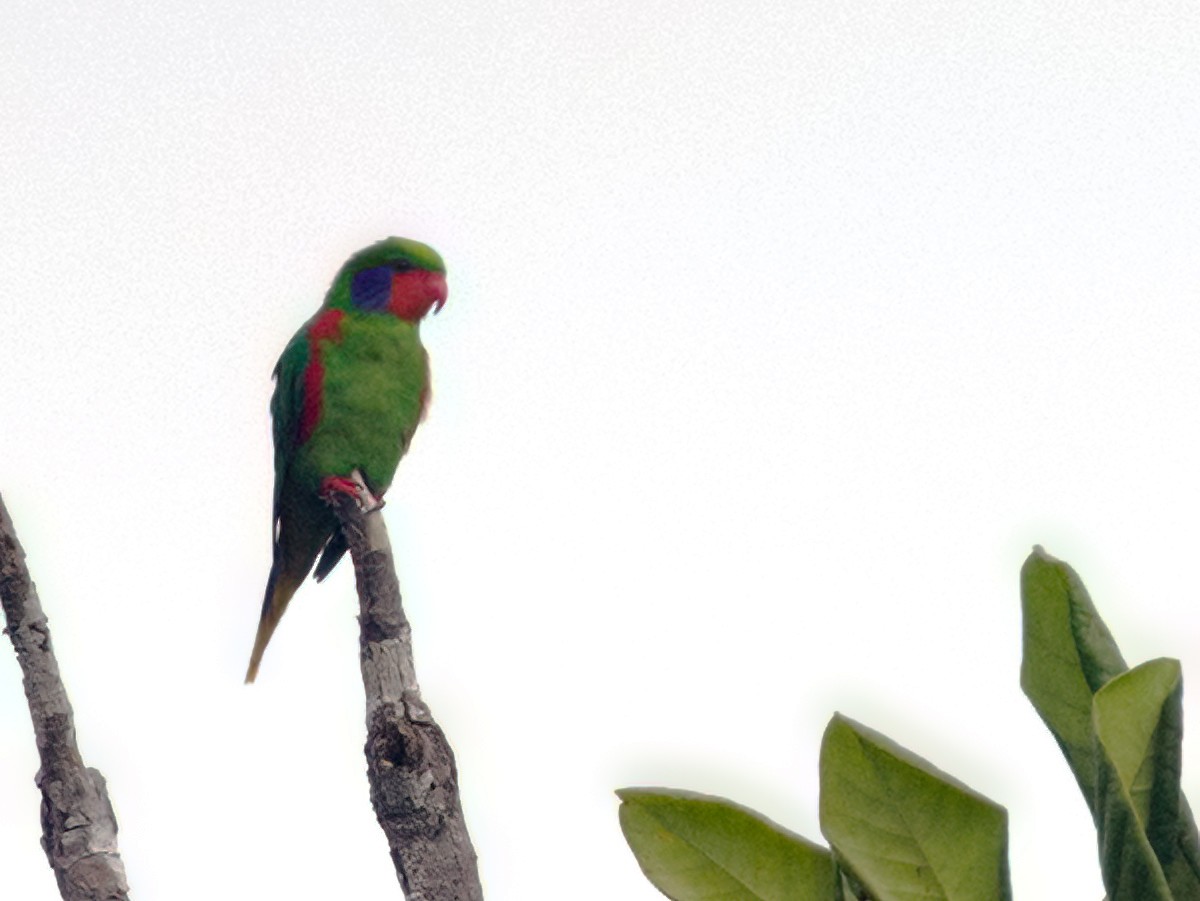 Red-flanked Lorikeet - ML624330015