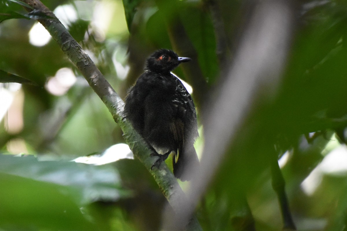 Reddish-winged Bare-eye - ML624330025