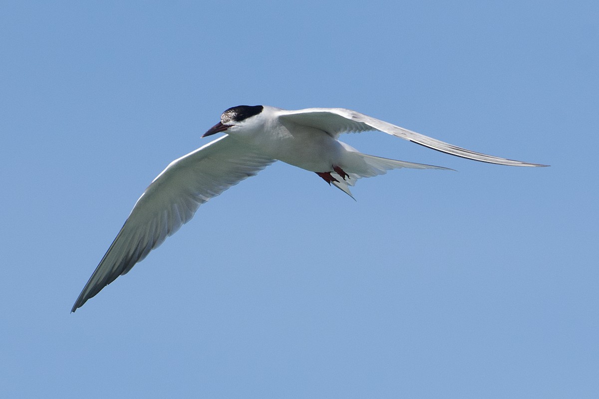 Common Tern - ML624330039