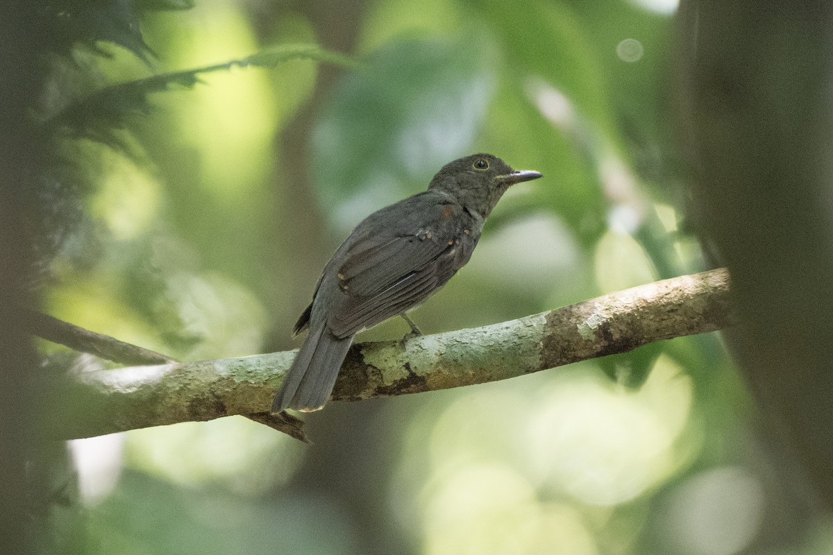 Cinereous Mourner - ML624330044