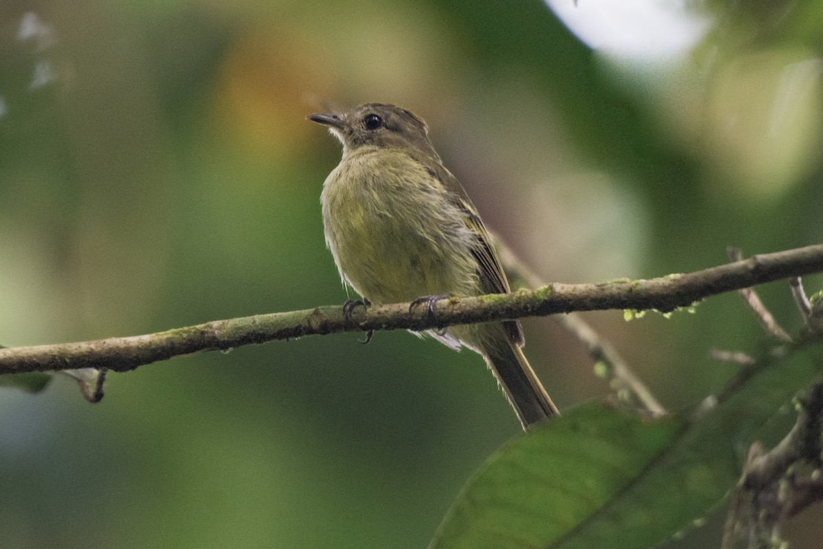 Yellow-crowned Elaenia - ML624330052