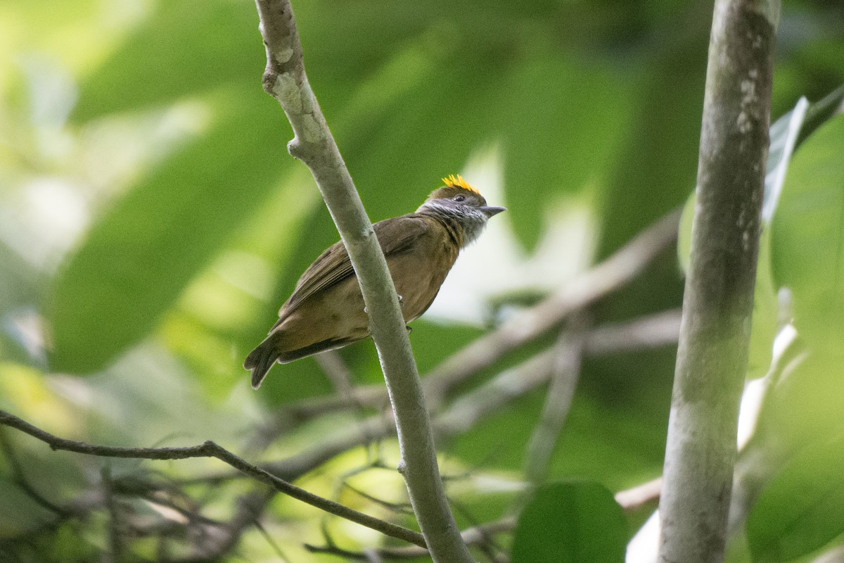 Orange-crowned Manakin - ML624330099