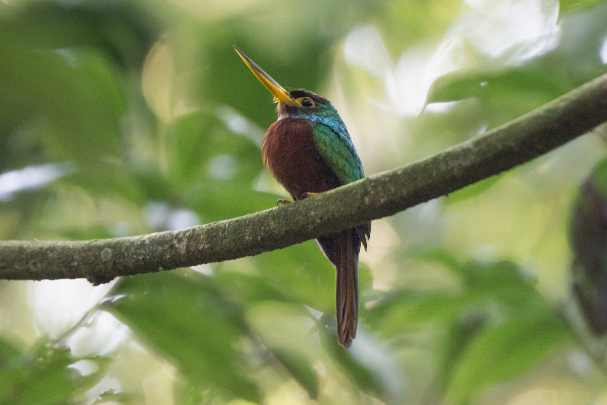 Yellow-billed Jacamar - ML624330129