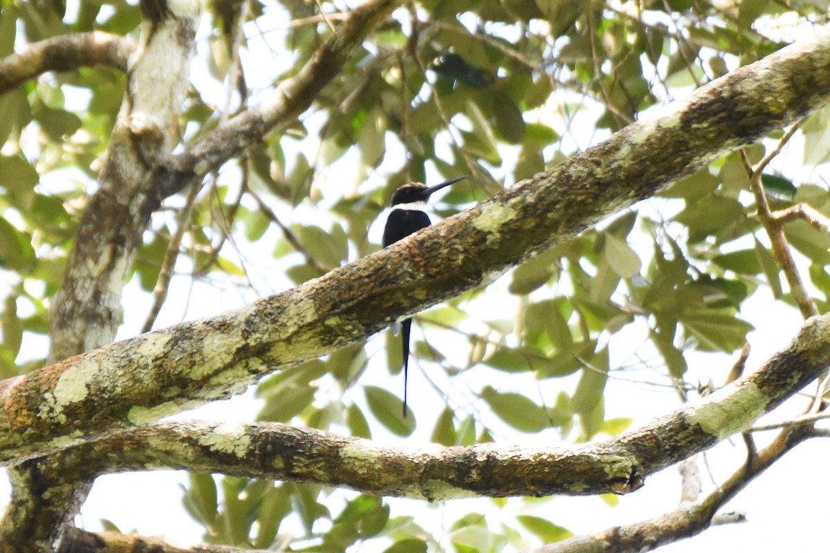 Paradise Jacamar - ML624330139