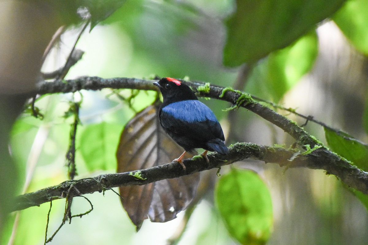 Blue-backed Manakin - ML624330156