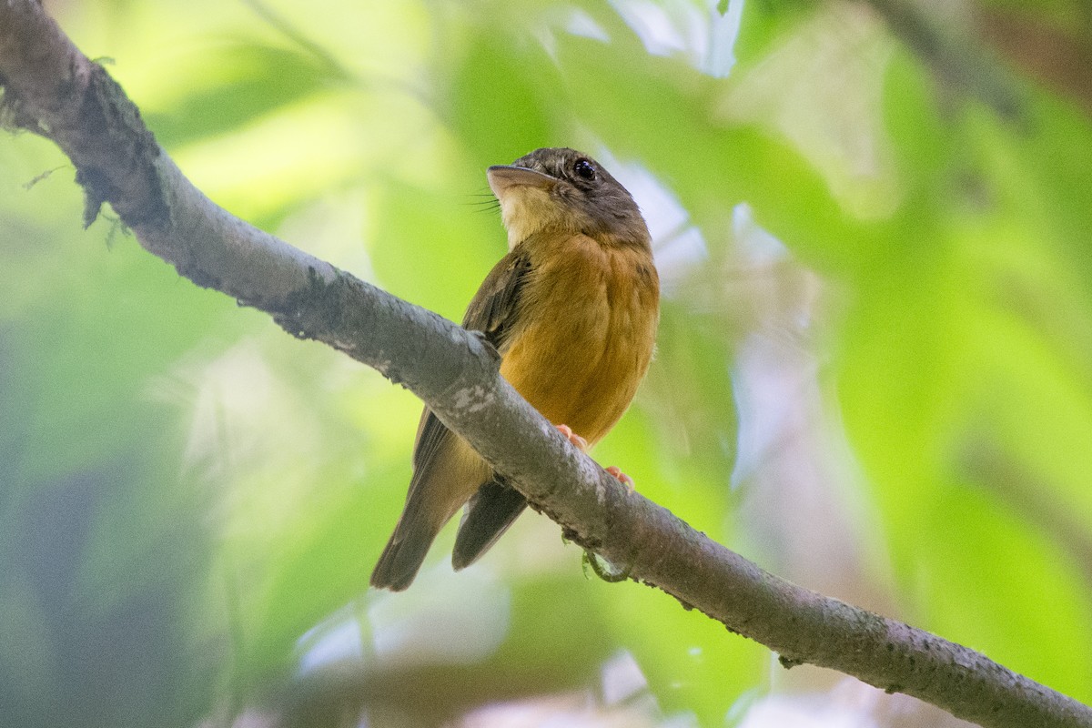 White-crested Spadebill - ML624330182