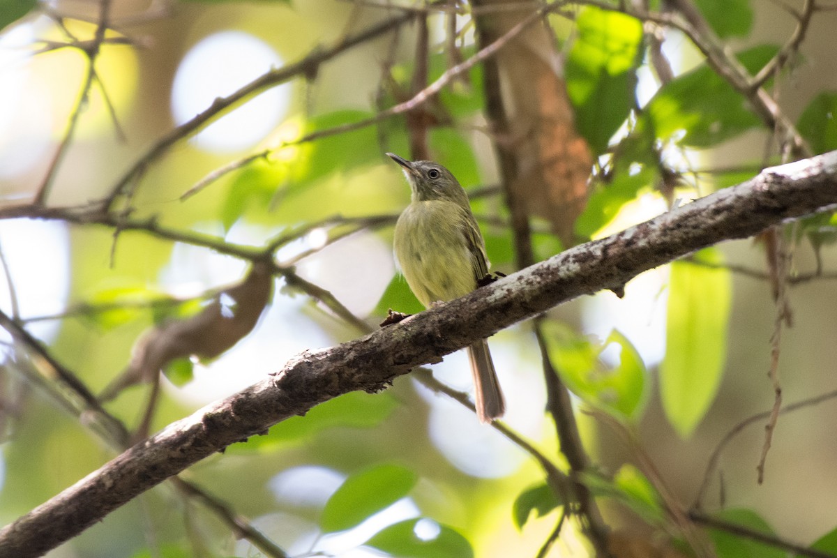 White-eyed Tody-Tyrant - ML624330188