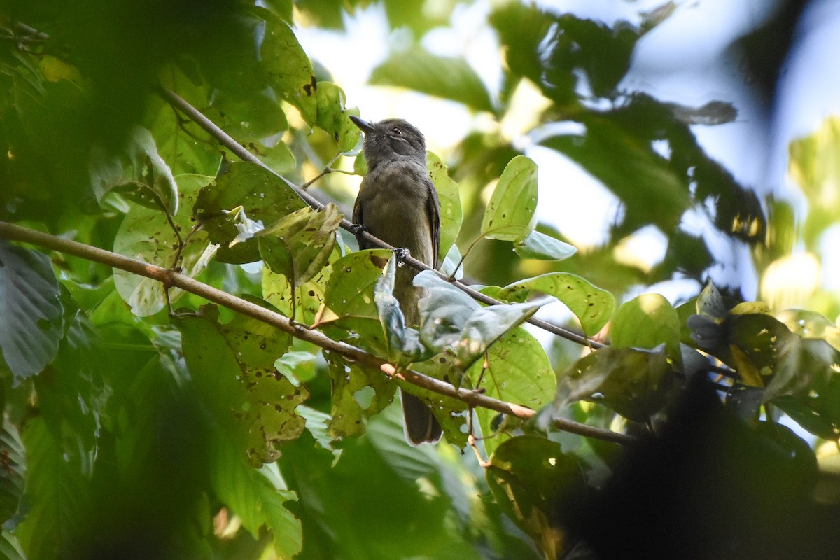 Grayish Mourner - ML624330199