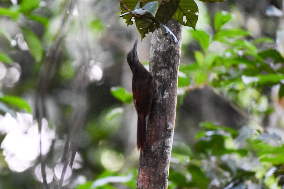Mournful Long-tailed Woodcreeper - ML624330221