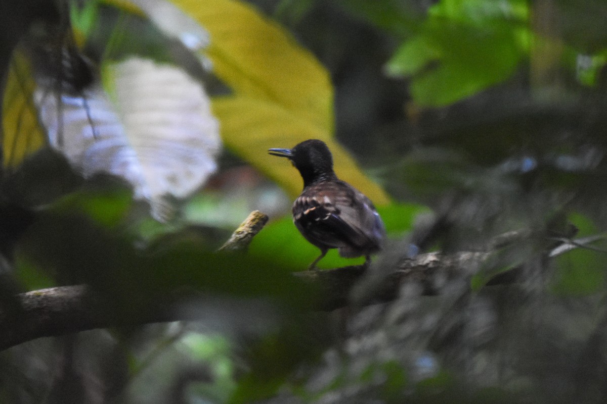 Wing-banded Antbird - ML624330225