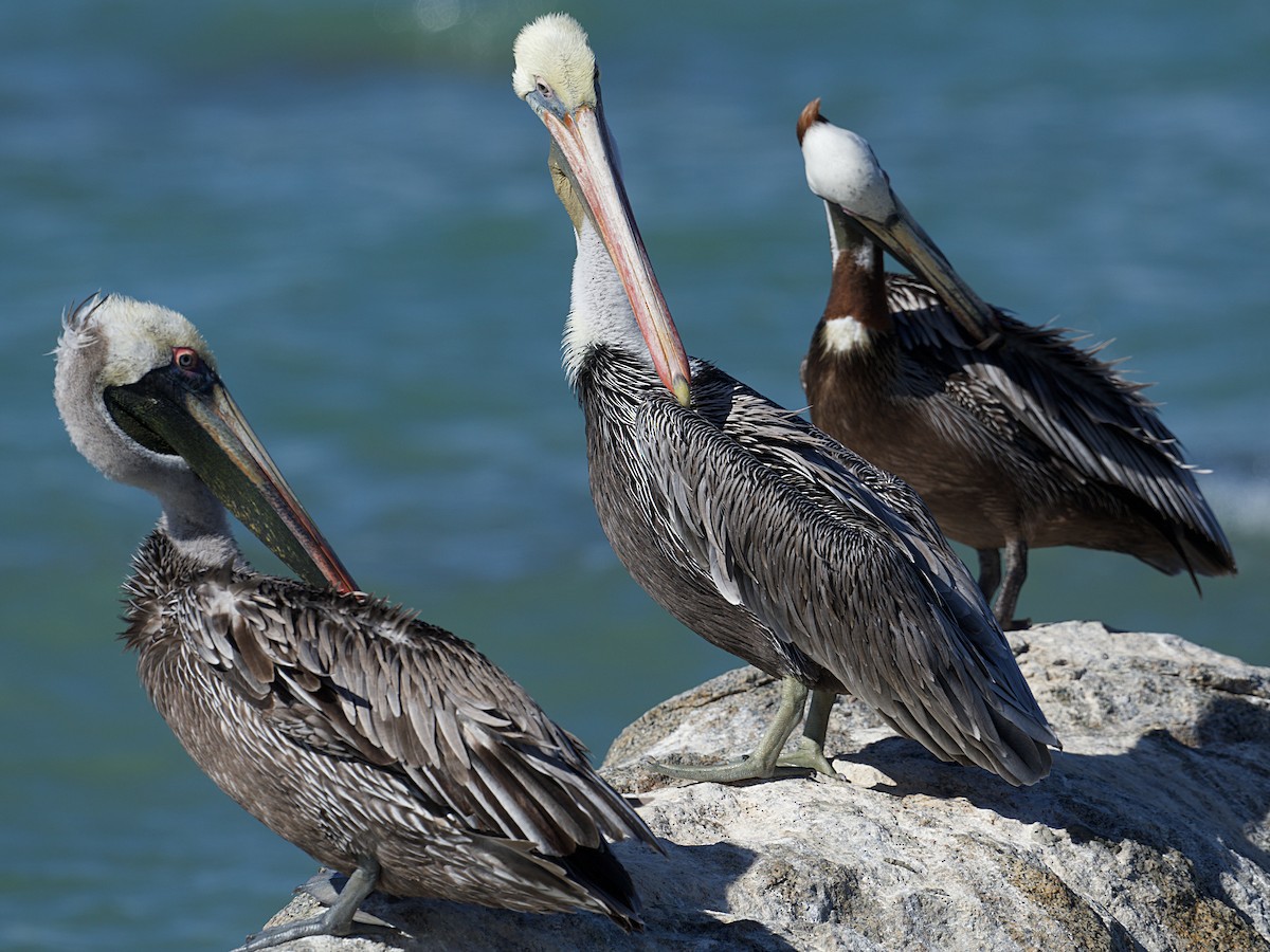 Brown Pelican - ML624330241