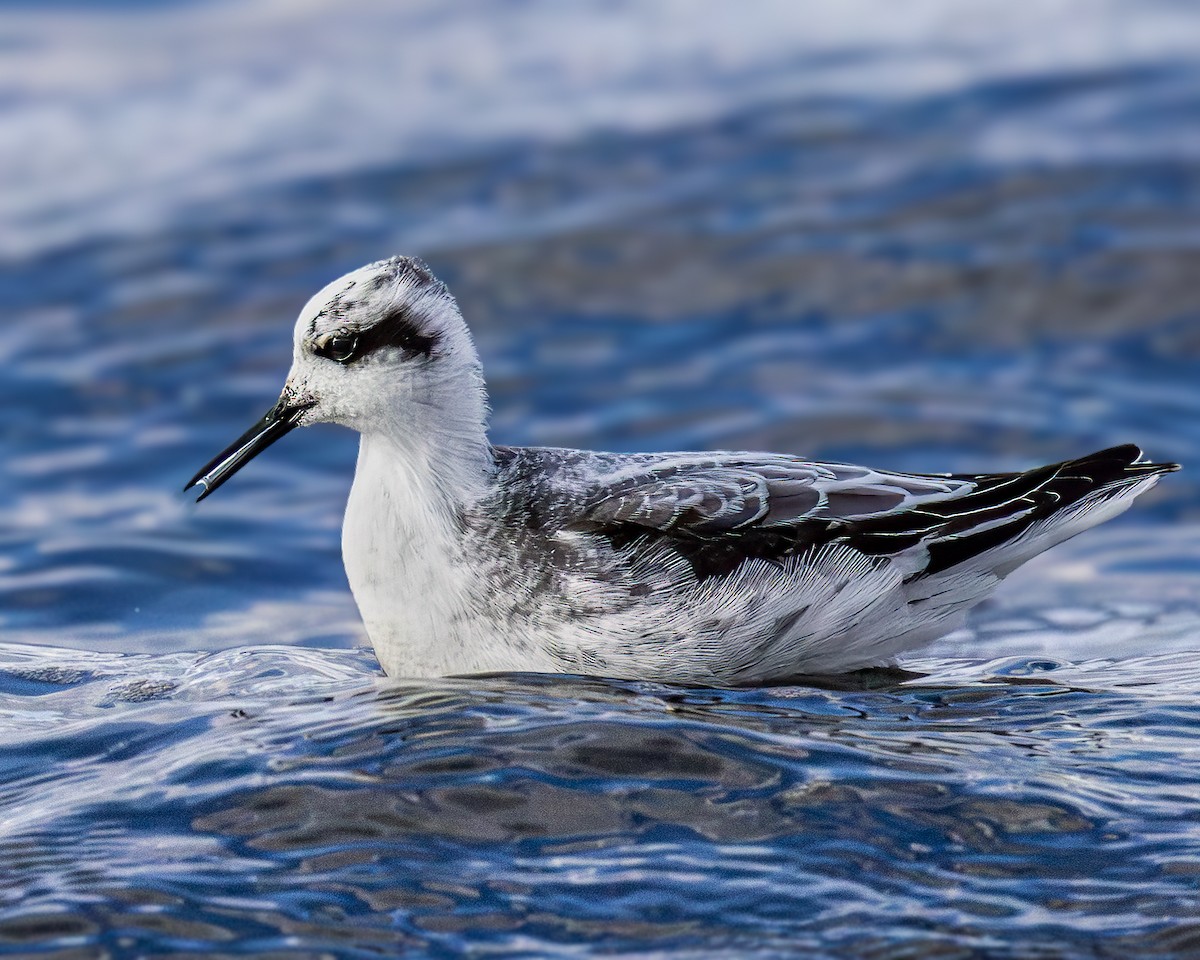 Red-necked Phalarope - ML624330272