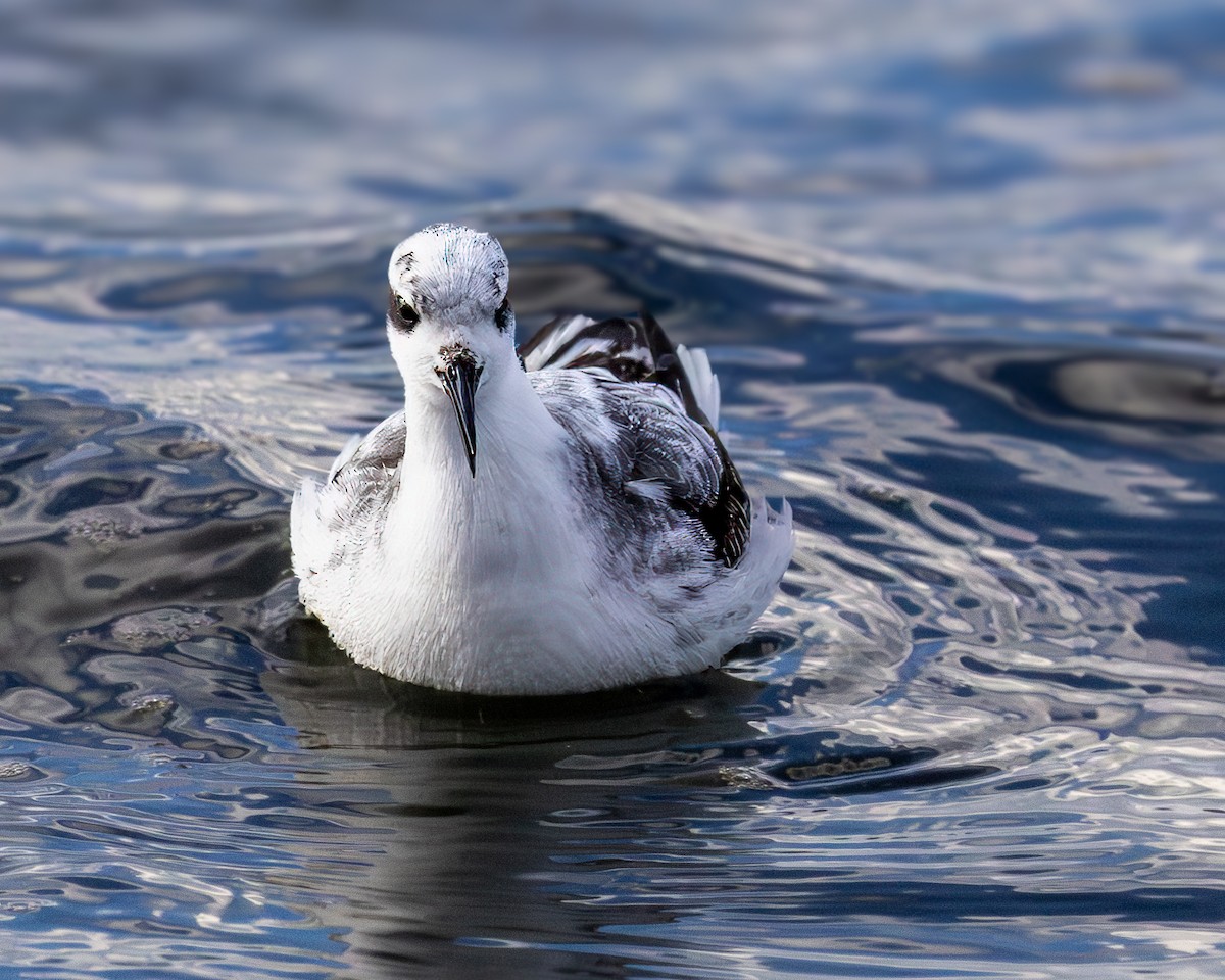 Red-necked Phalarope - ML624330273