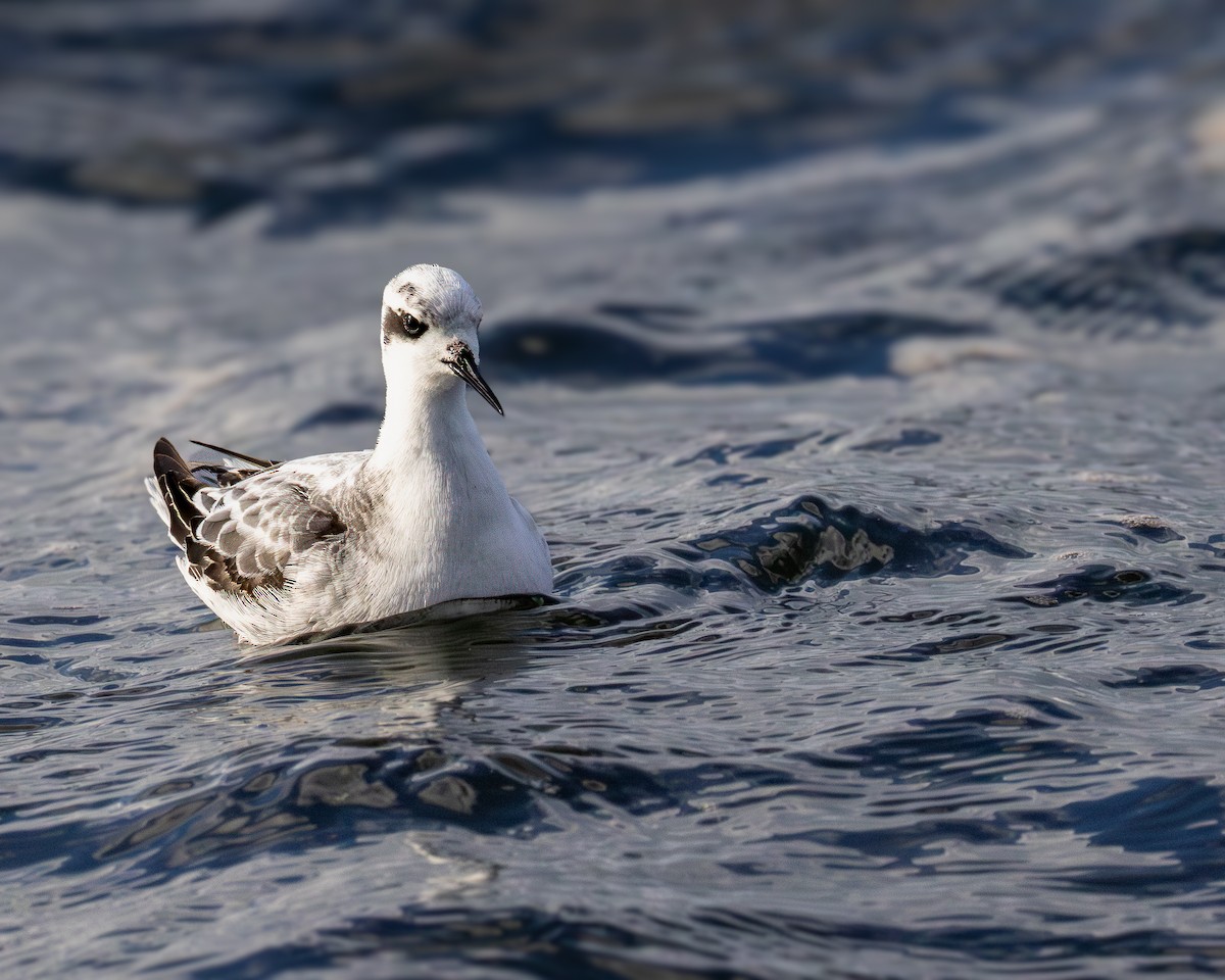 Red-necked Phalarope - ML624330274