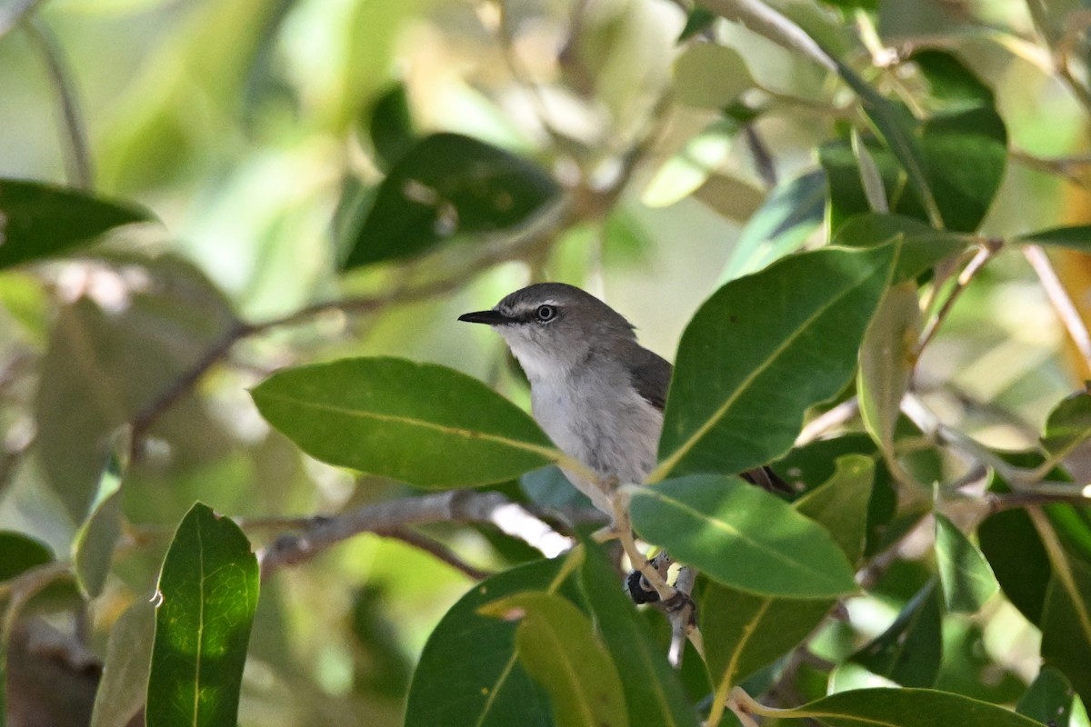 Dusky Gerygone - ML624330371