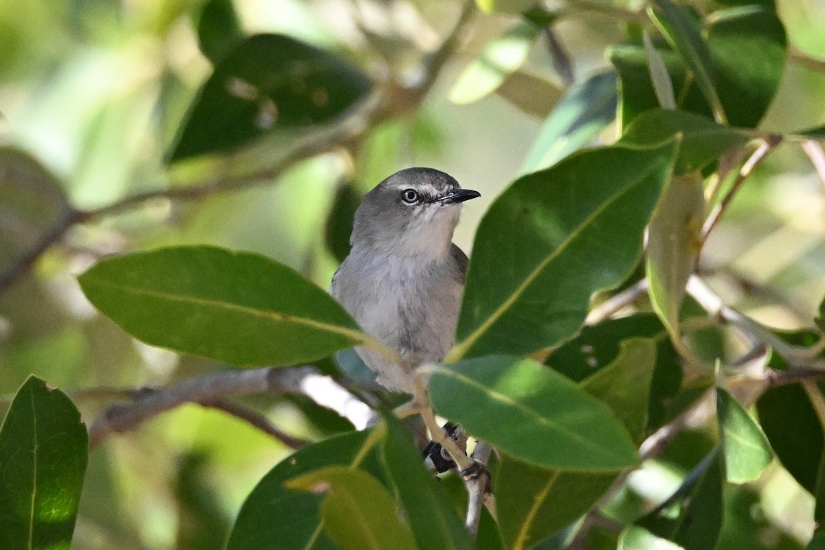 Dusky Gerygone - ML624330377