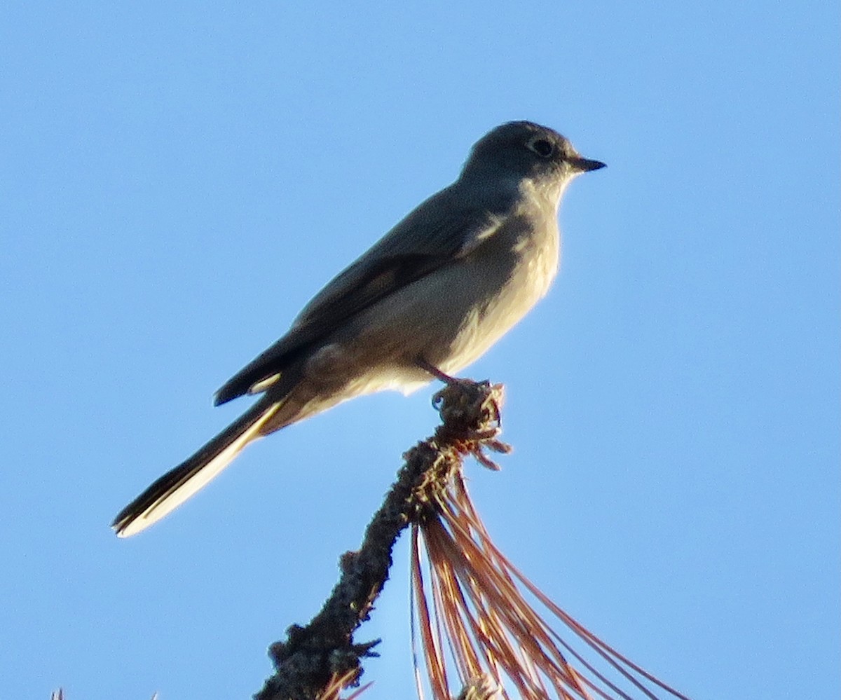 Townsend's Solitaire - ML624330379