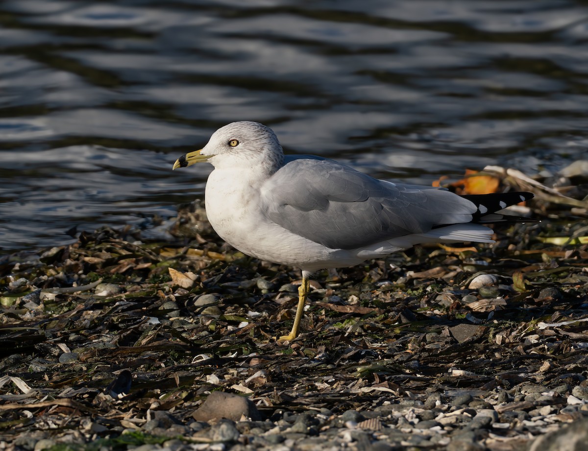 Ring-billed Gull - ML624330395