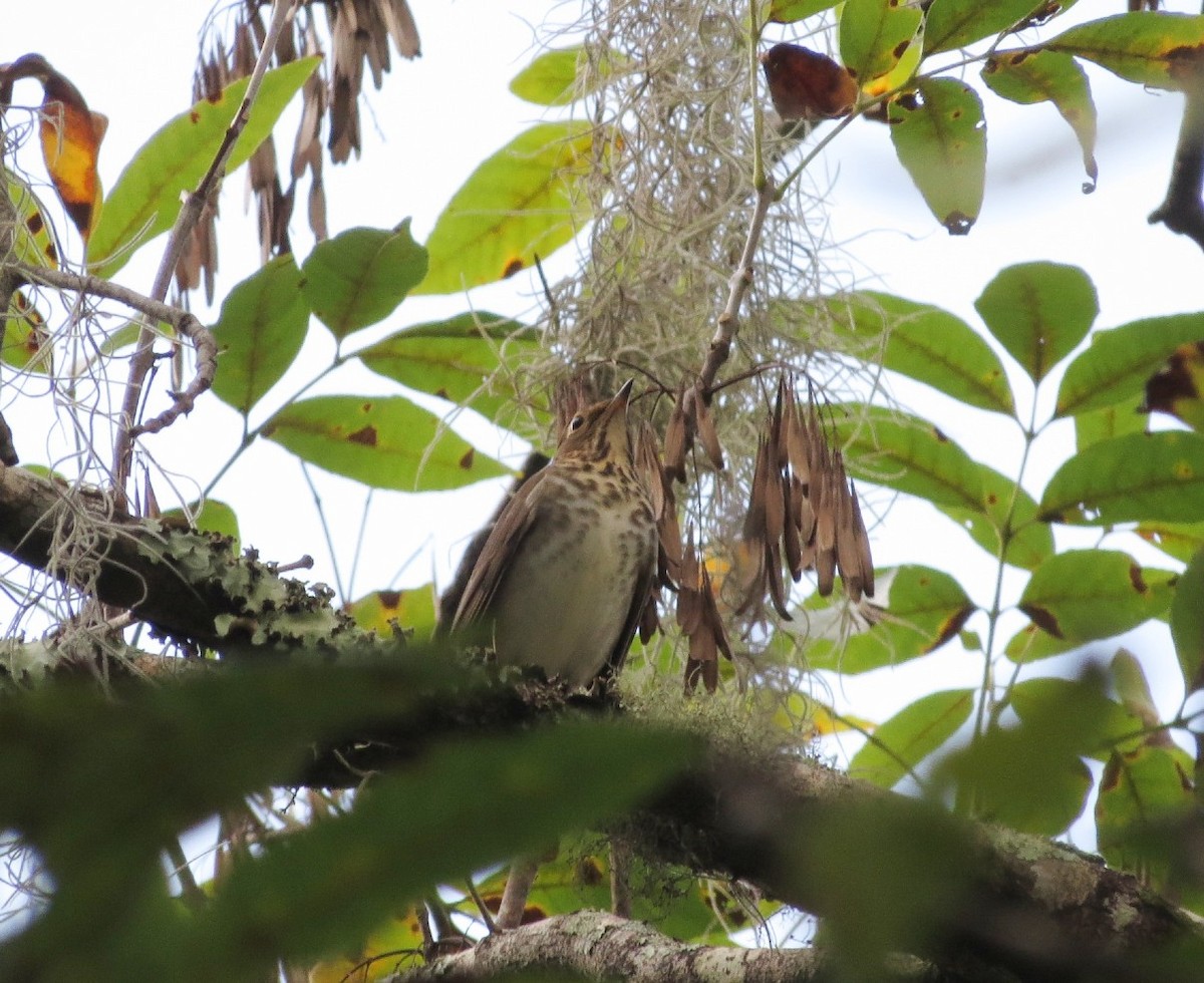 Swainson's Thrush - ML624330401