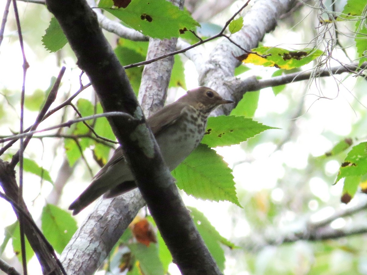 Swainson's Thrush - ML624330410