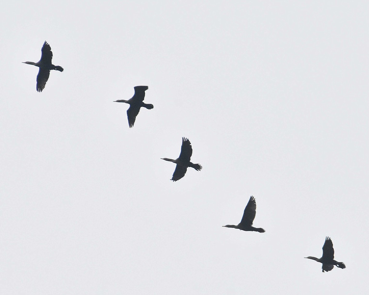 Double-crested Cormorant - ML624330423