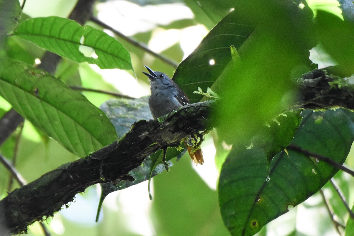 Rufous-tailed Stipplethroat - ML624330434