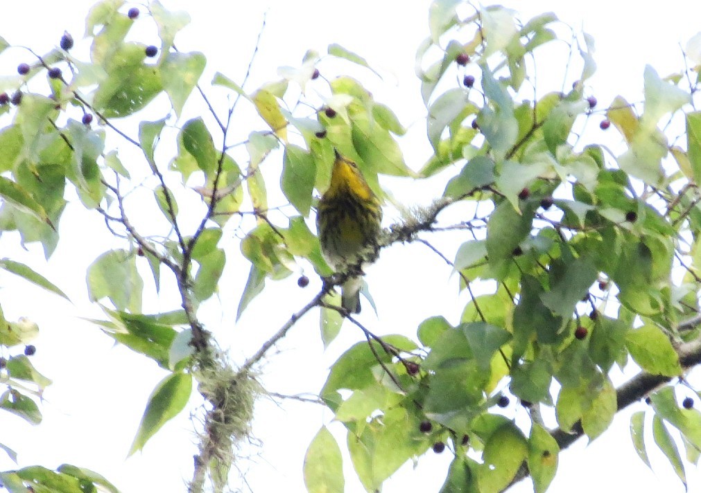 Cape May Warbler - ML624330442