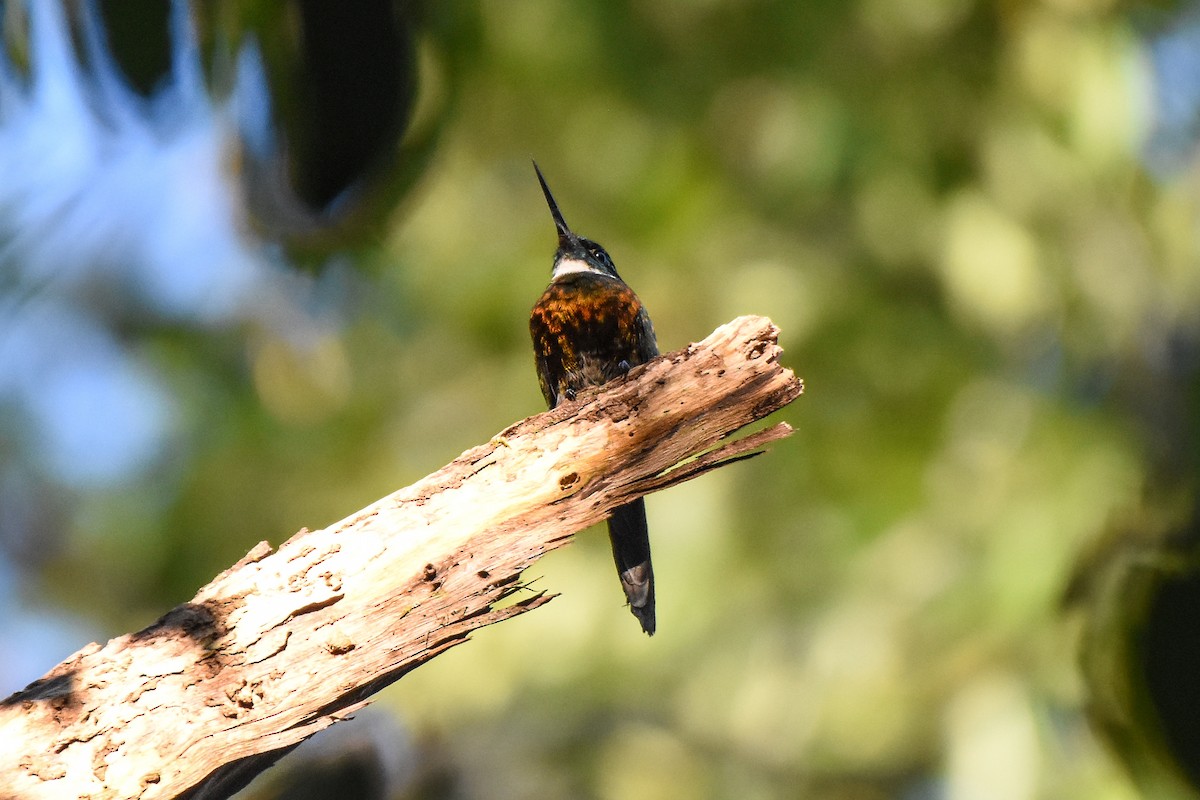 Purplish Jacamar - ML624330488
