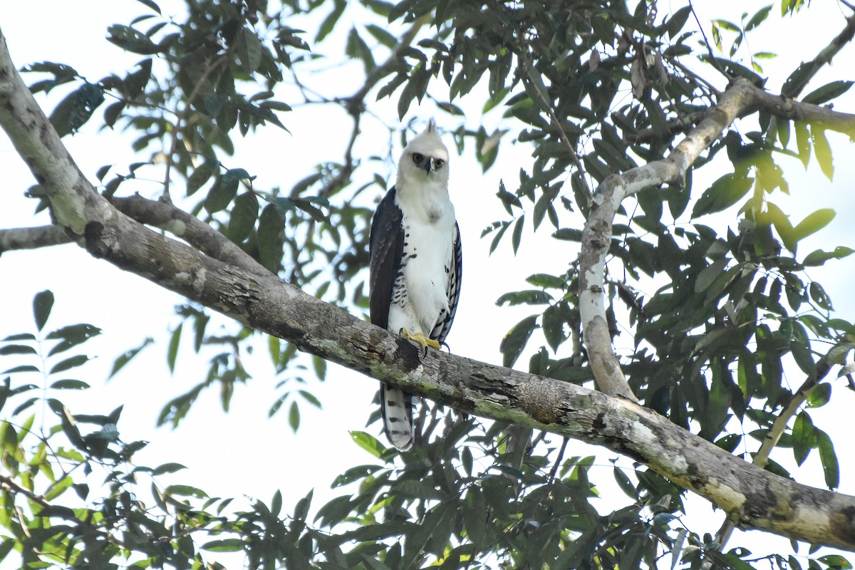 Ornate Hawk-Eagle - ML624330531