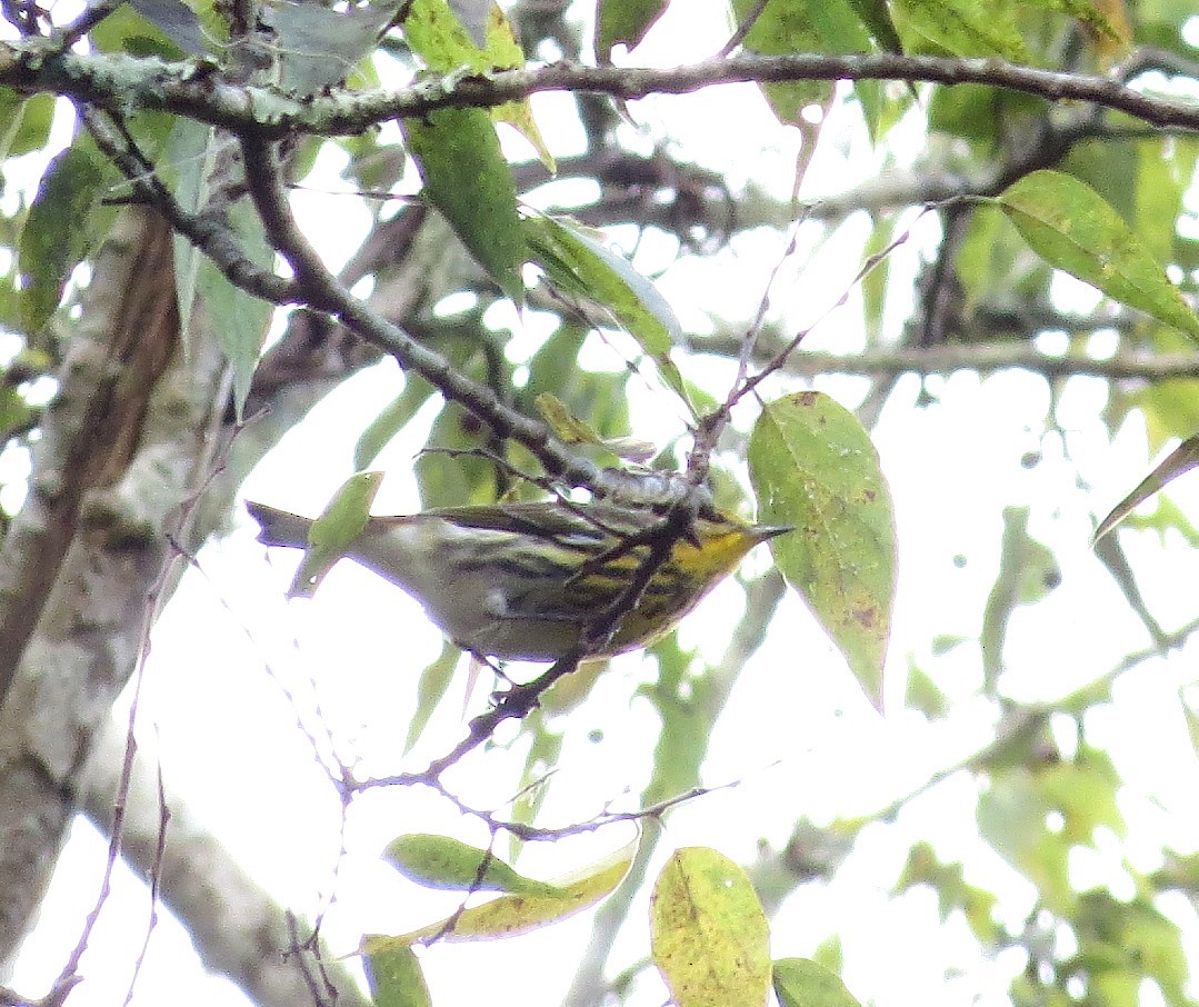 Cape May Warbler - ML624330572