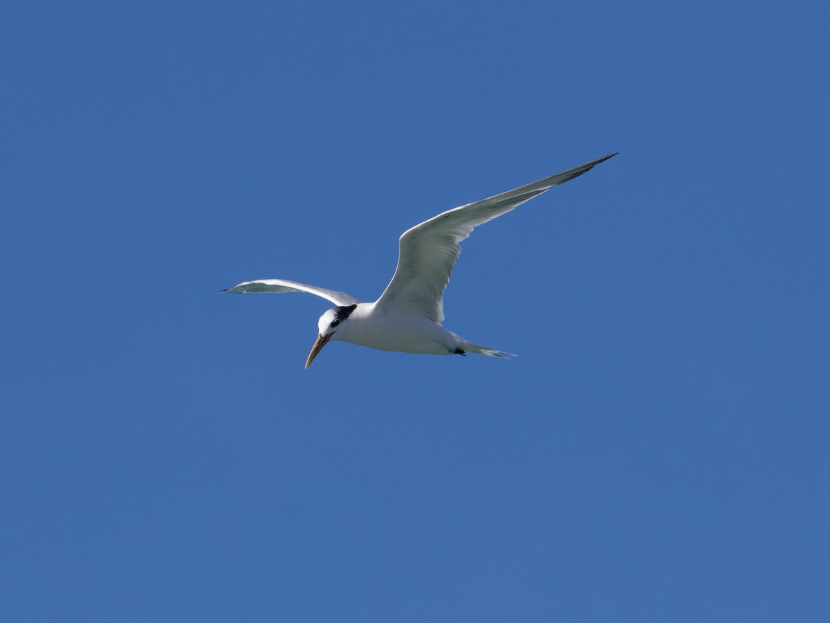 Sandwich Tern (Cayenne) - ML624330578