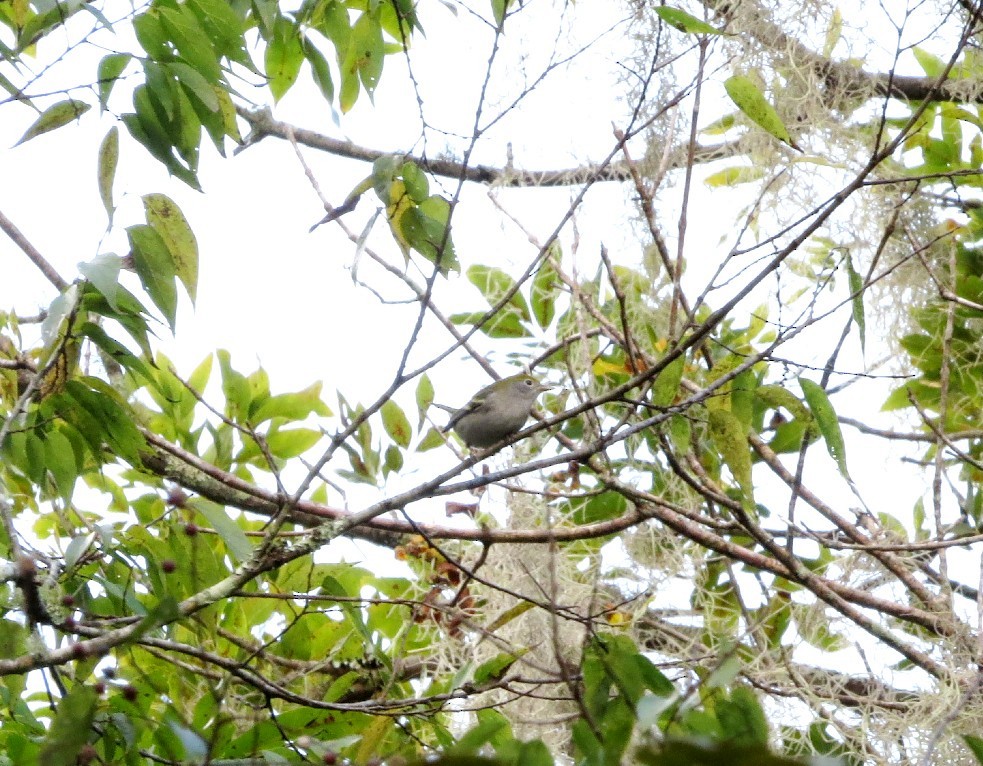 Chestnut-sided Warbler - ML624330580