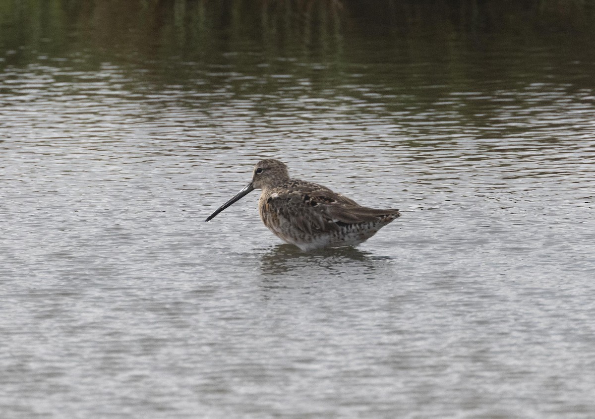 Short-billed Dowitcher - ML624330616