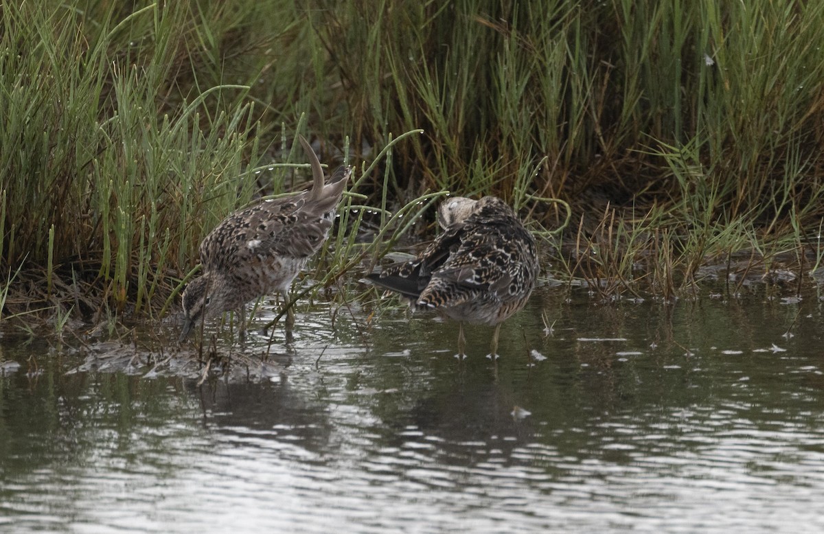 Short-billed Dowitcher - ML624330617