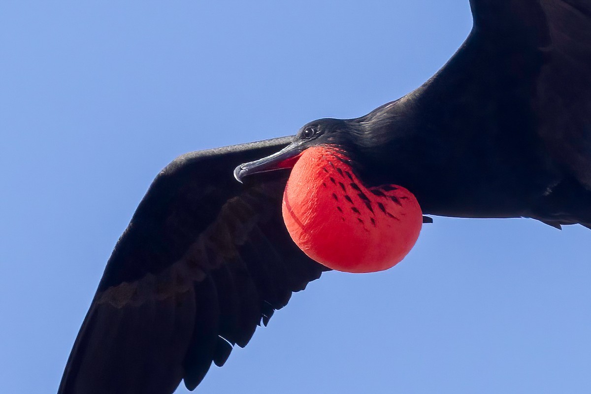 Great Frigatebird - ML624330672