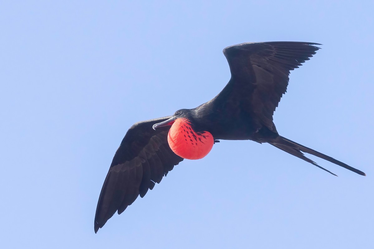 Great Frigatebird - ML624330673