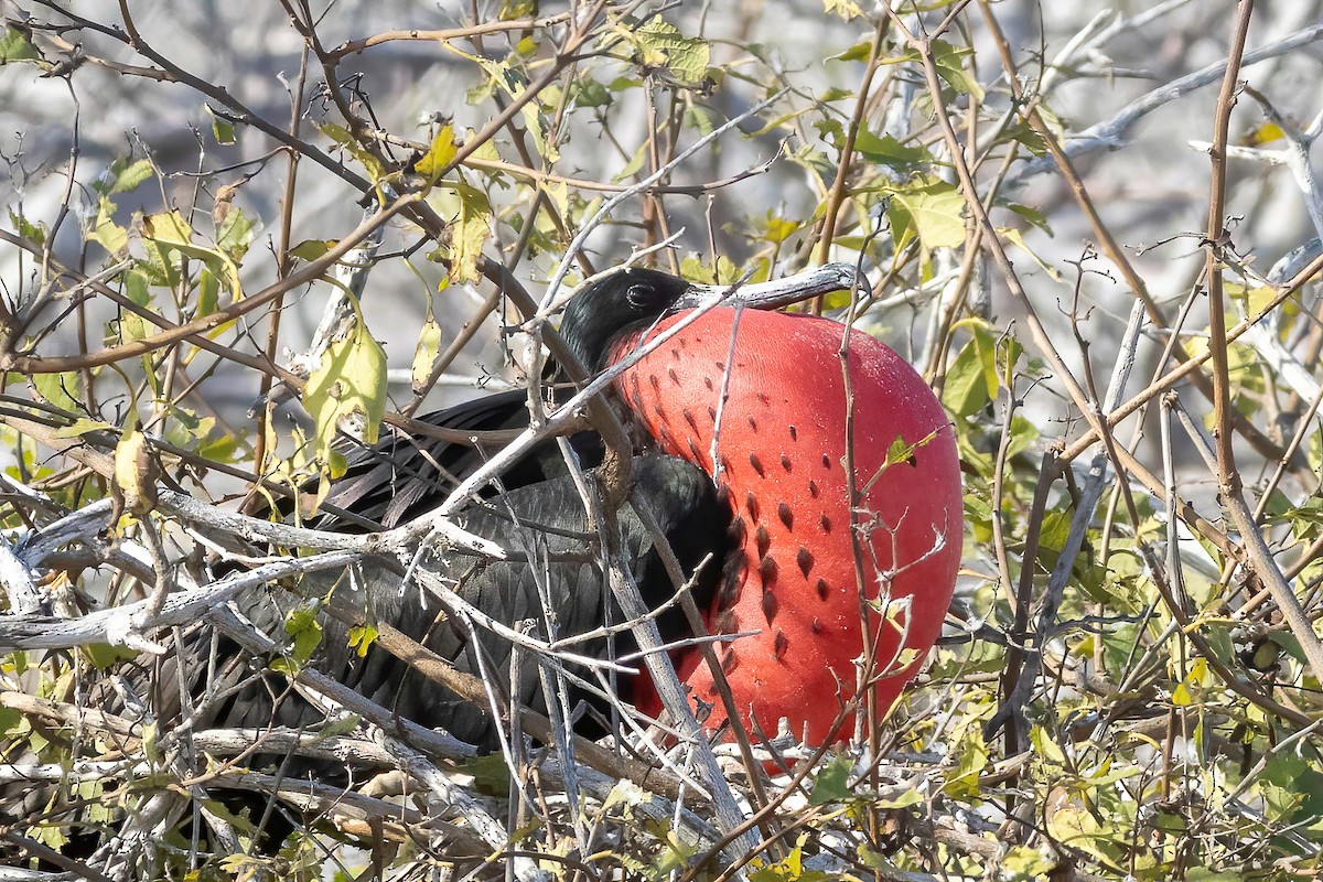 Bindenfregattvogel - ML624330674