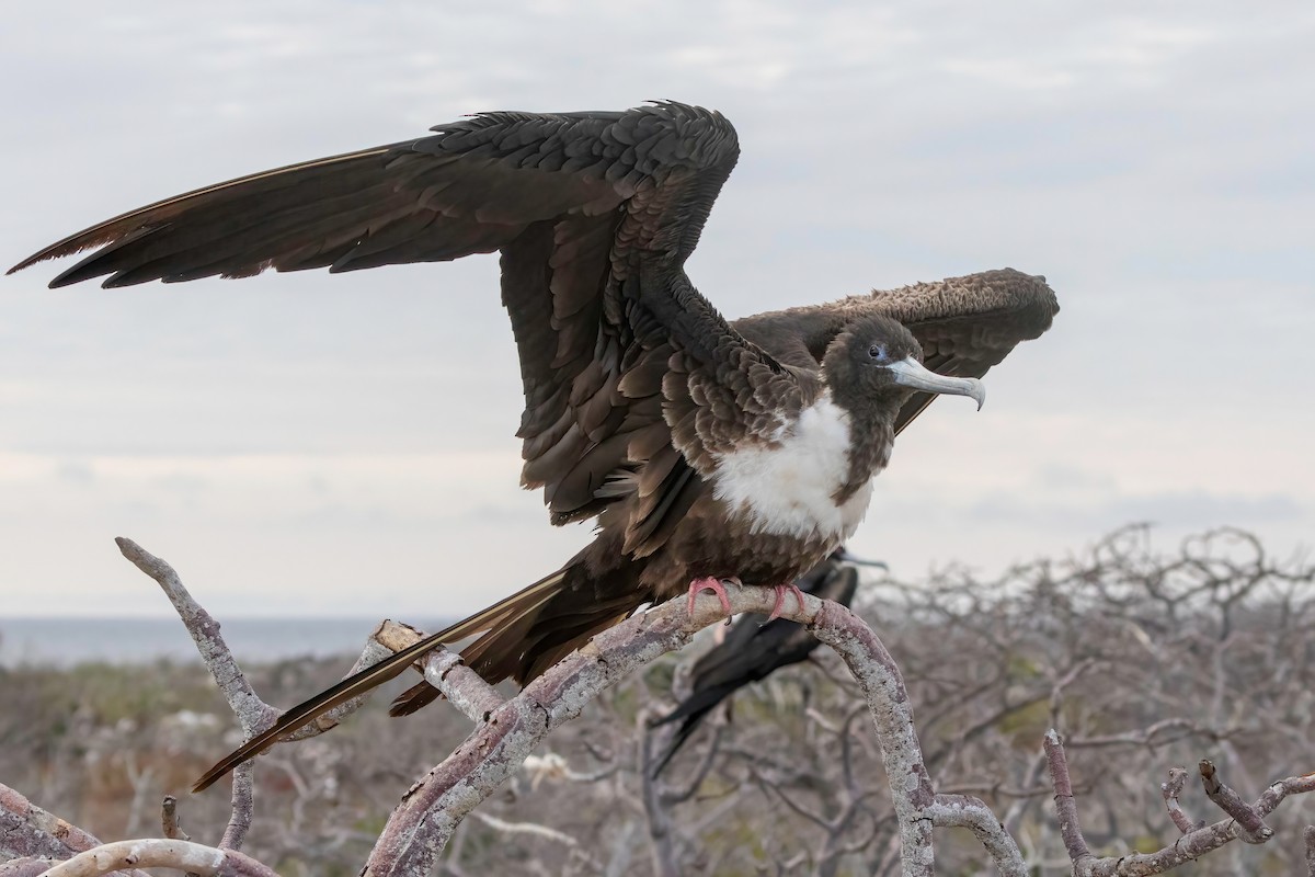 Great Frigatebird - Fred Hochstaedter