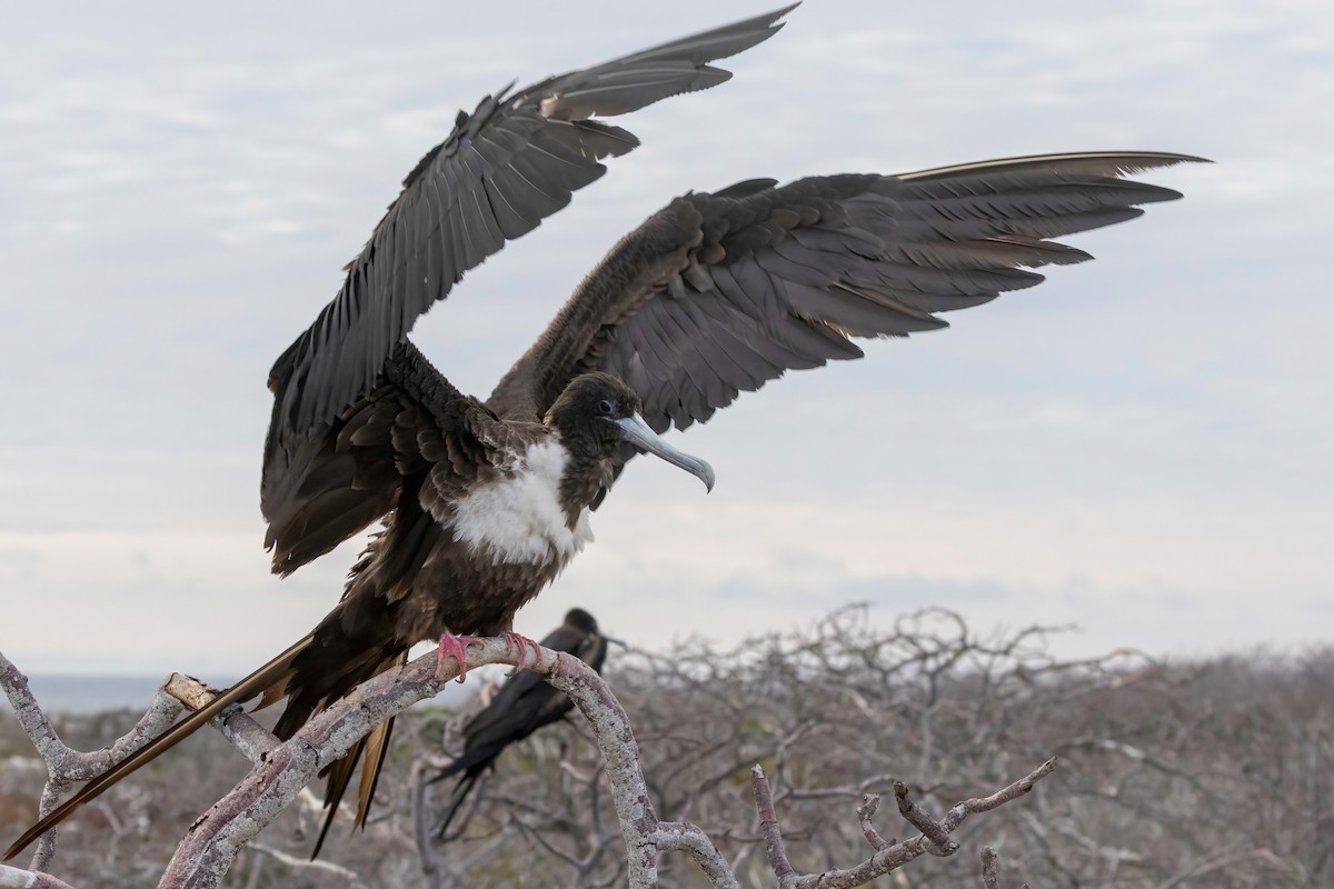 Great Frigatebird - ML624330676