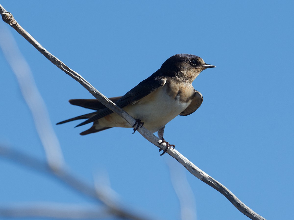 Barn Swallow - ML624330711