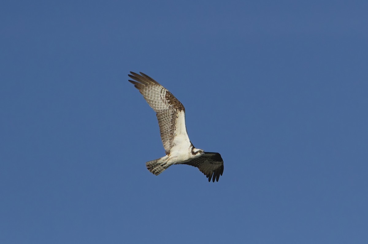 Balbuzard pêcheur - ML624330715