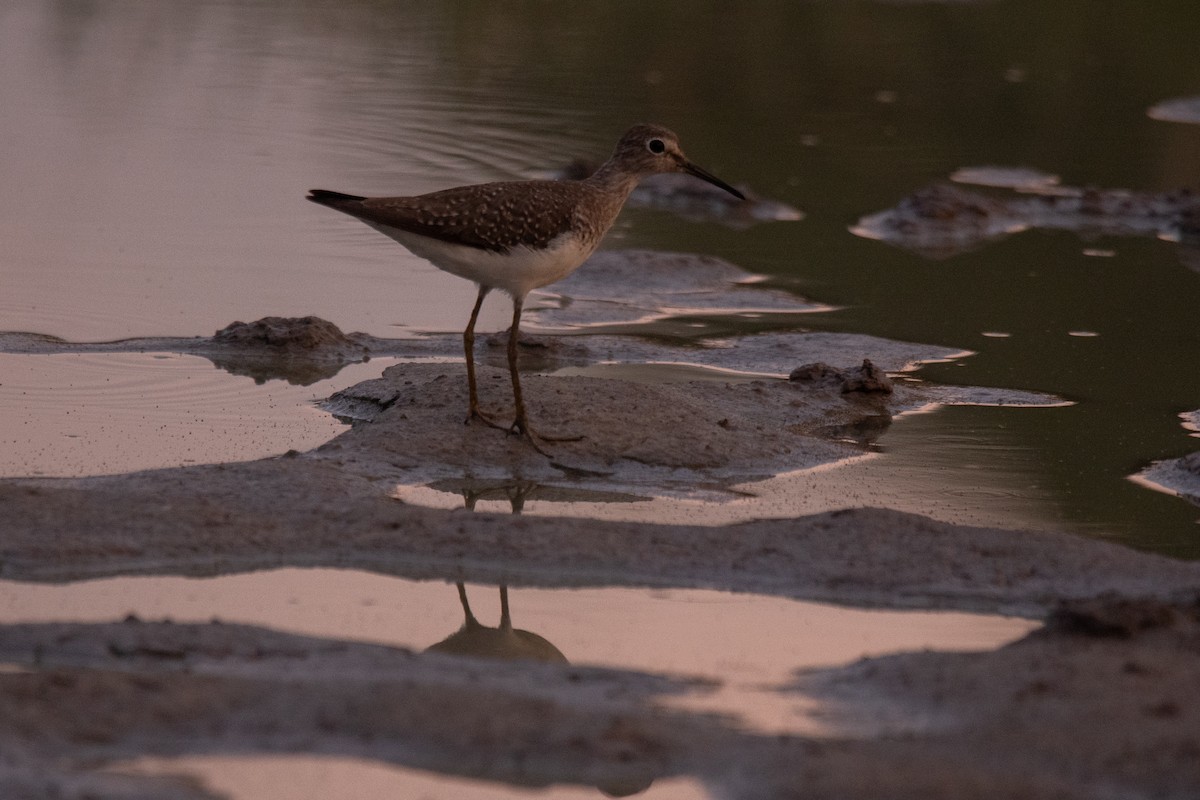 Solitary Sandpiper - ML624330716