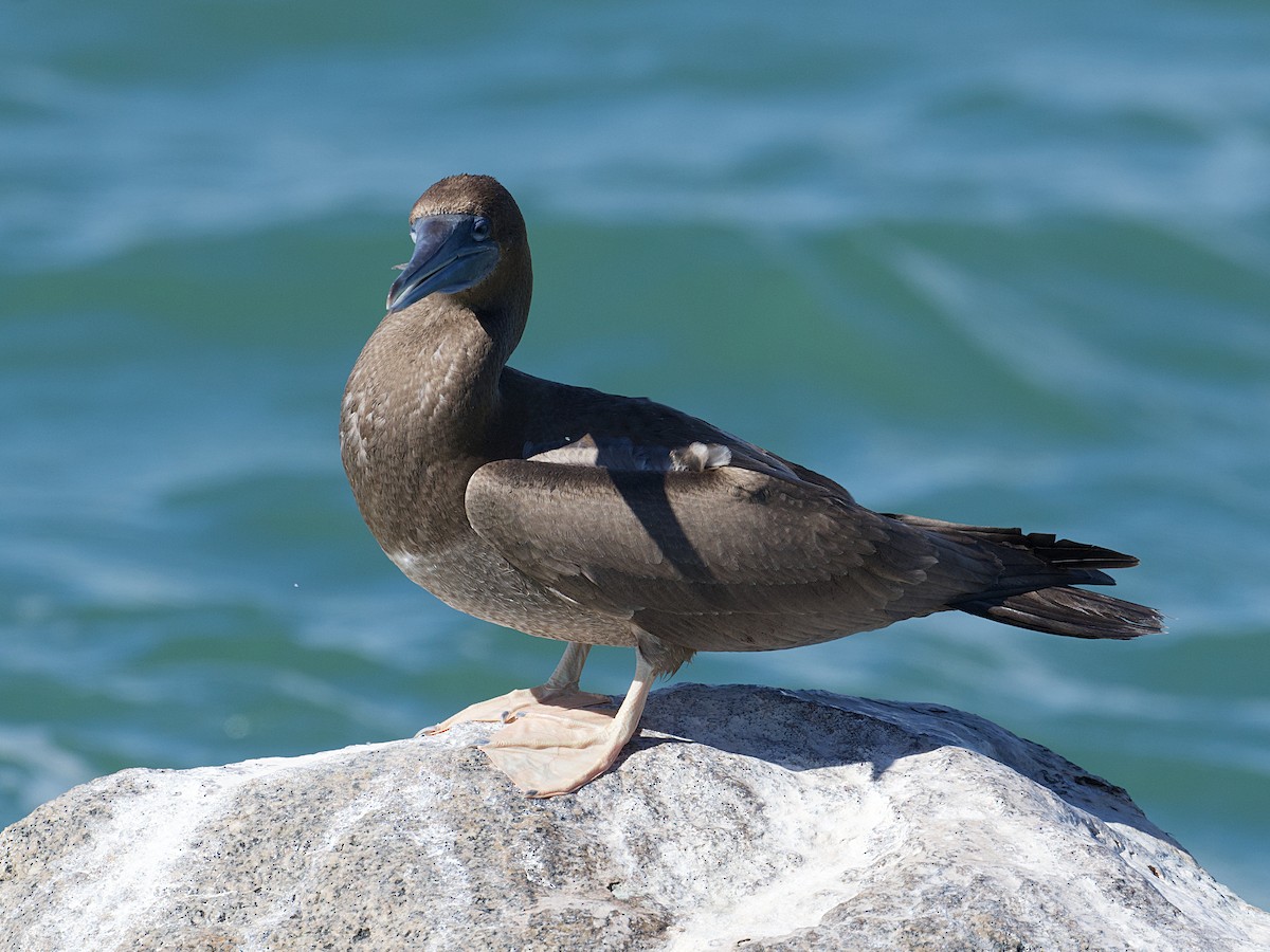 Brown Booby - ML624330847