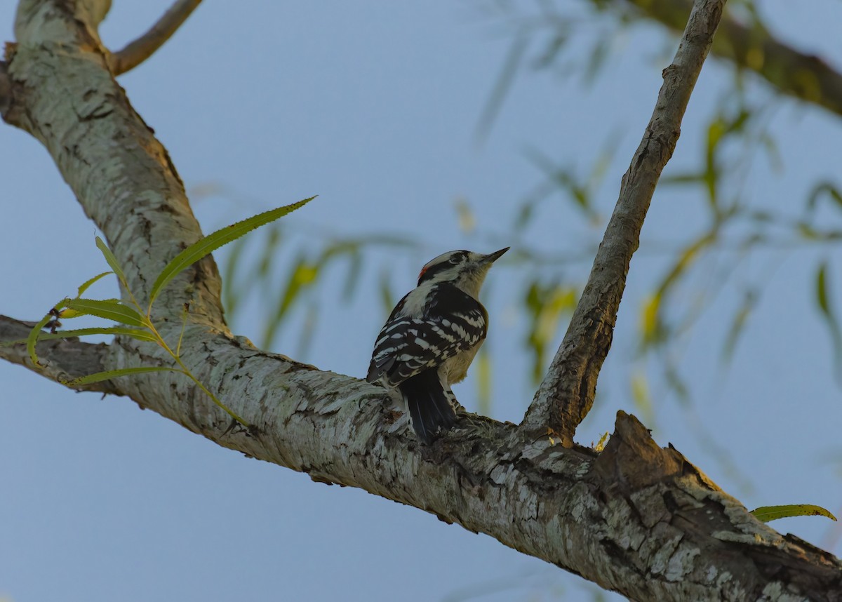 Downy Woodpecker - ML624330848