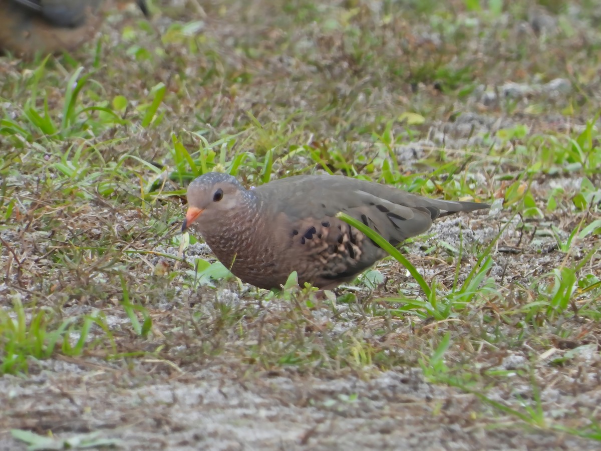 Common Ground Dove - ML624330882