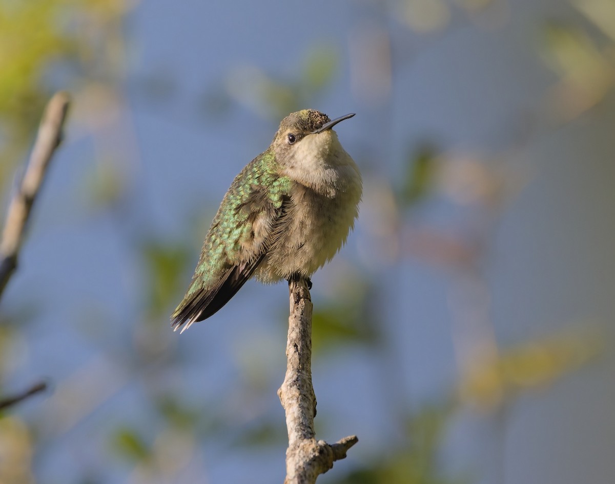 Colibri à gorge rubis - ML624330935