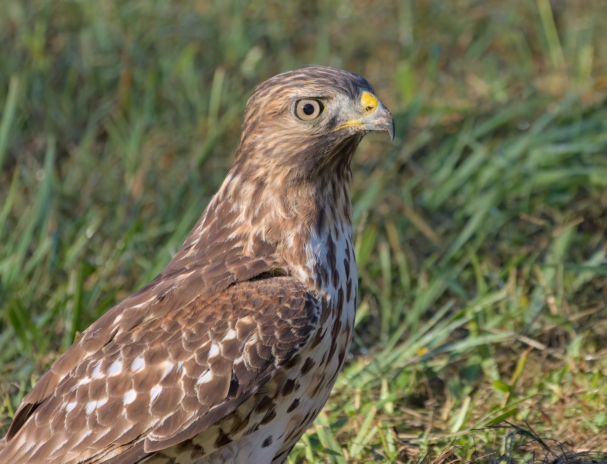 Red-shouldered Hawk - Damon Williford