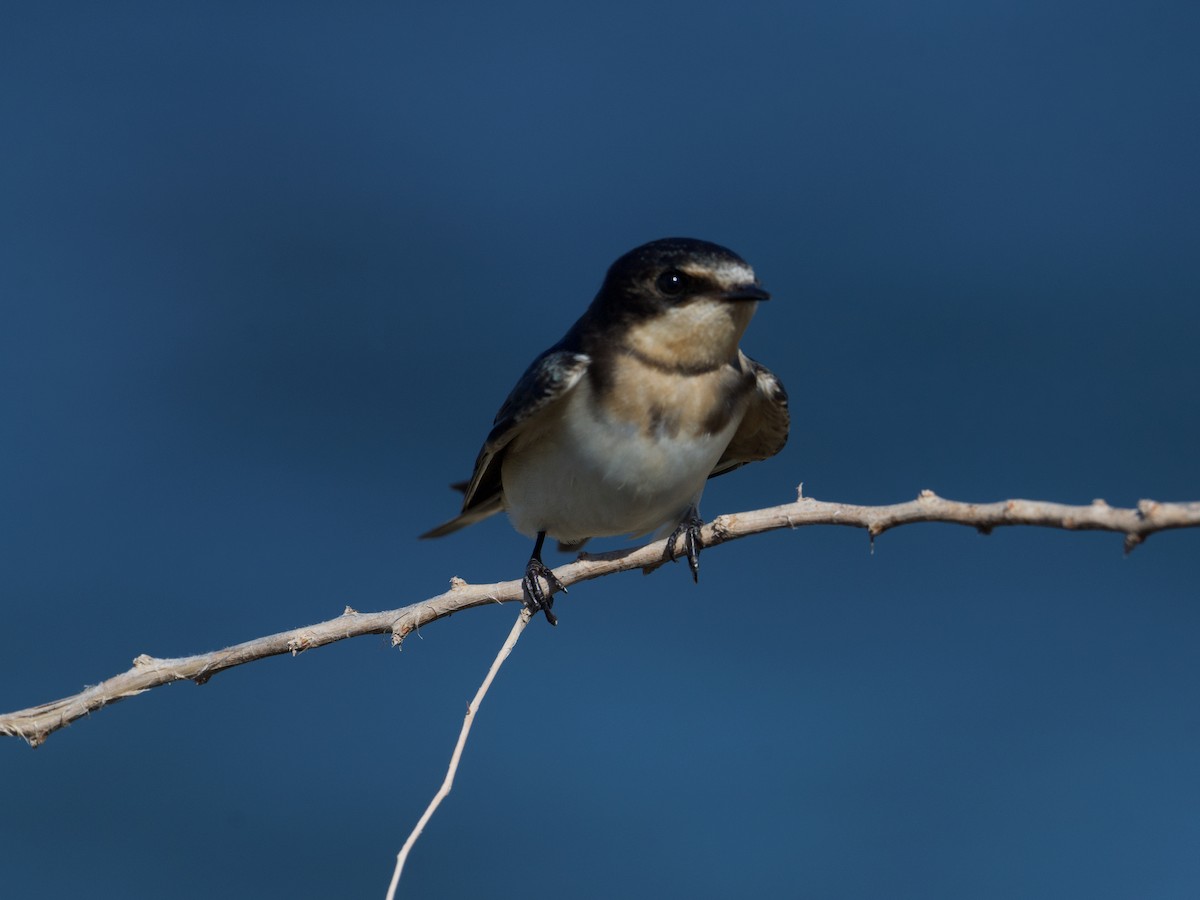 Barn Swallow - ML624330960