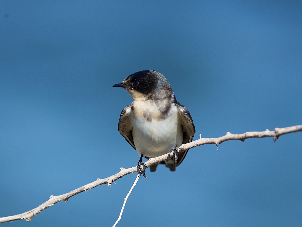 Barn Swallow - ML624331002